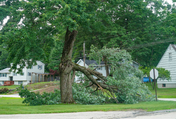 How Our Tree Care Process Works  in  Muskogee, OK