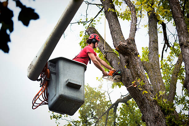 Best Firewood Processing and Delivery  in Muskogee, OK